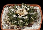 Ariocarpus fissuratus v. Hintonii D. 7 € 90.00